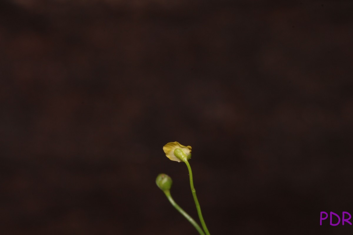 Utricularia gibba L.